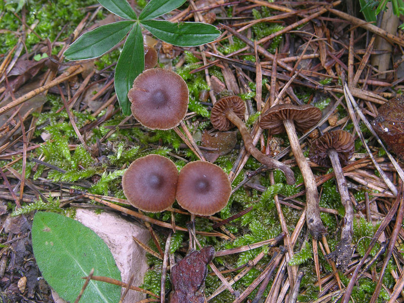 Cortinarius acutus (da confermare)